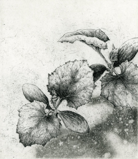 Squash – So Far, So Good